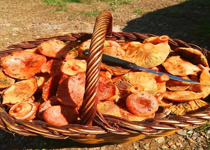 L'oasi De Molló