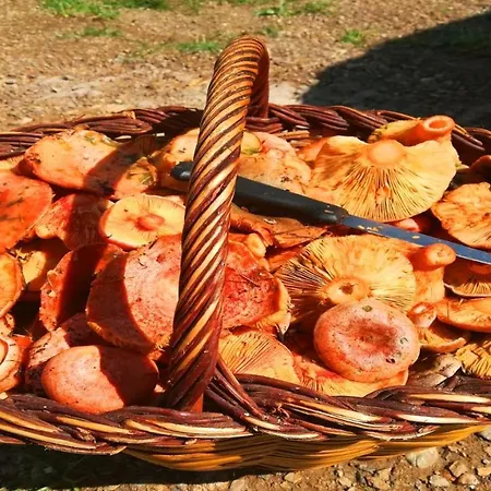L'oasi De Molló